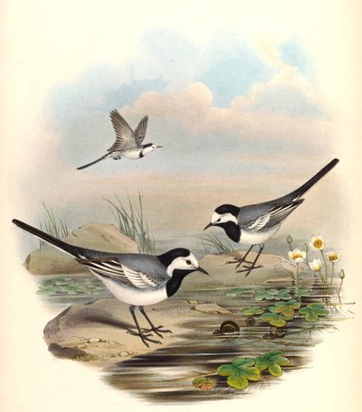 White Wagtail (Pied Wagtail) Motacilla alba Linnaeus by John Gould